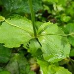 Erythranthe guttata Blad