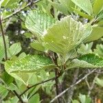 Aria edulis Leaf