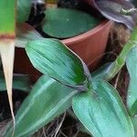 Tradescantia cerinthoides Leaf