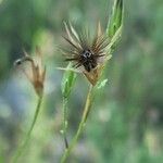 Crupina vulgaris Плод