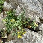 Asplenium ruta-muraria 葉