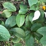 Mussaenda frondosa Fuelha