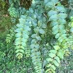 Coriaria ruscifolia आदत