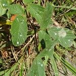 Desmodium incanum Leaf