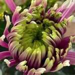 Chrysanthemum x grandiflorum 花