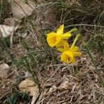 Narcissus assoanusFlower