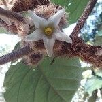 Solanum candidum Flower