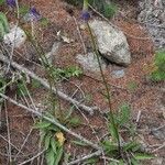 Phyteuma betonicifolium Hábito