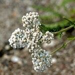 Achillea nobilis Outro