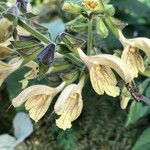 Salvia glutinosa Flower