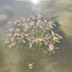 Lemna trisulca Hoja