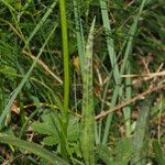 Dactylorhiza maculata Blatt