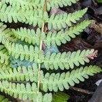 Dryopteris cristata List