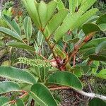 Cunonia macrophylla Συνήθη χαρακτηριστικά