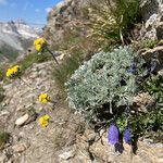 Artemisia glacialis Celota