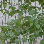 Betula occidentalis Blad