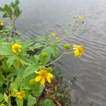 Wollastonia biflora Flor