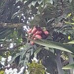 Dacryodes edulis Fruit