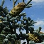 Abies procera Gyümölcs