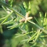 Acacia verticillata Plod