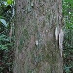 Chaetocarpus schomburgkianus Corteza