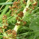 Botrychium lunaria Fruit