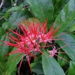 Combretum constrictum Fleur