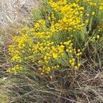 Santolina villosa Flor