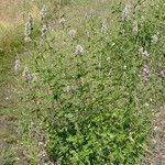 Agastache urticifolia Hábito