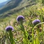 Globularia bisnagaricaVirág