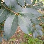 Ligustrum japonicum 葉