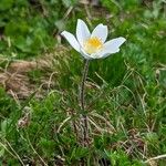 Anemone scherfelii Blodyn