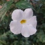 Thunbergia erectaFlower