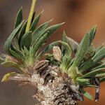 Stenotus acaulis Hoja