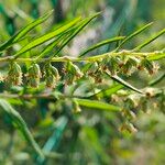 Artemisia verlotiorumപുഷ്പം