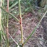 Andropogon bicornis Leaf