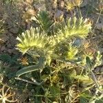 Arnebia decumbens Habitat