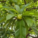 Dillenia indica Fruit