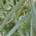 Searsia lancea Leaf