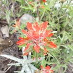 Castilleja rupicola Virág