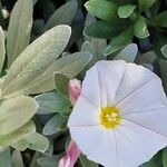 Convolvulus cneorum Flor