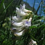 Vicia orobus Λουλούδι