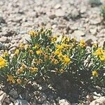 Senecio pattersonensis आदत