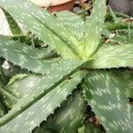 Aloe zebrina 葉