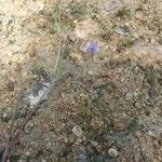 Lathyrus angulatus Çiçek