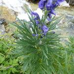 Aconitum napellus Leaf