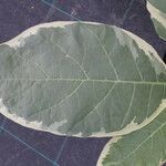 Nicotiana tomentosa Blad