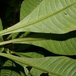 Hoffmannia nicotianifolia Листок