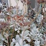 Cotyledon orbiculata 葉