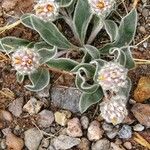 Gomphrena caespitosa Хабит